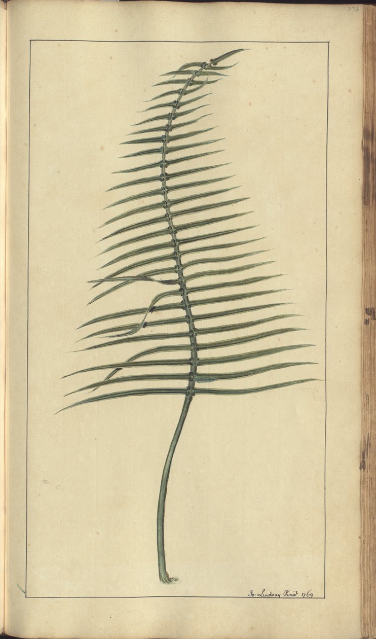 Strona z „Elegancies of Jamaica”, 373 autorstwa John Lindsay