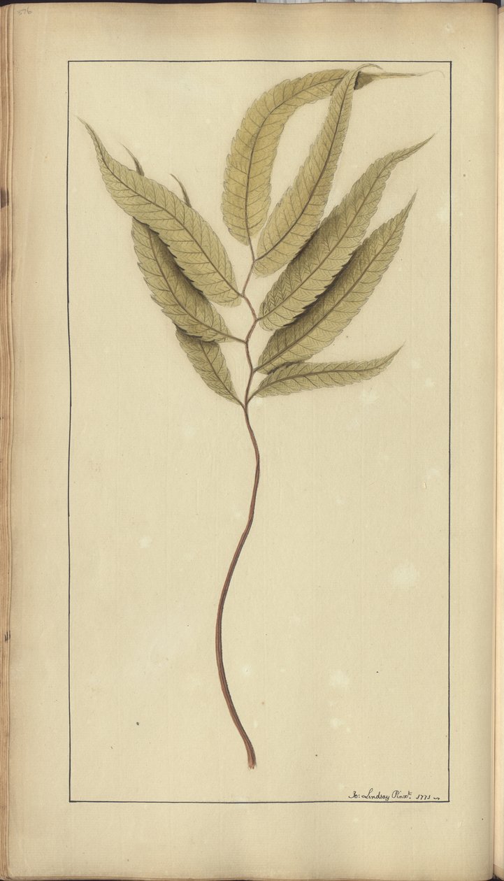 Strona z „Elegancies of Jamaica”, 376 autorstwa John Lindsay