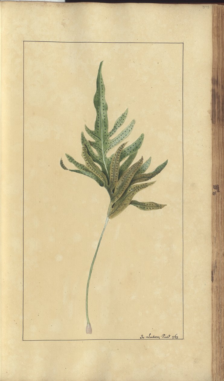 Strona z „Elegancies of Jamaica”, 379 autorstwa John Lindsay