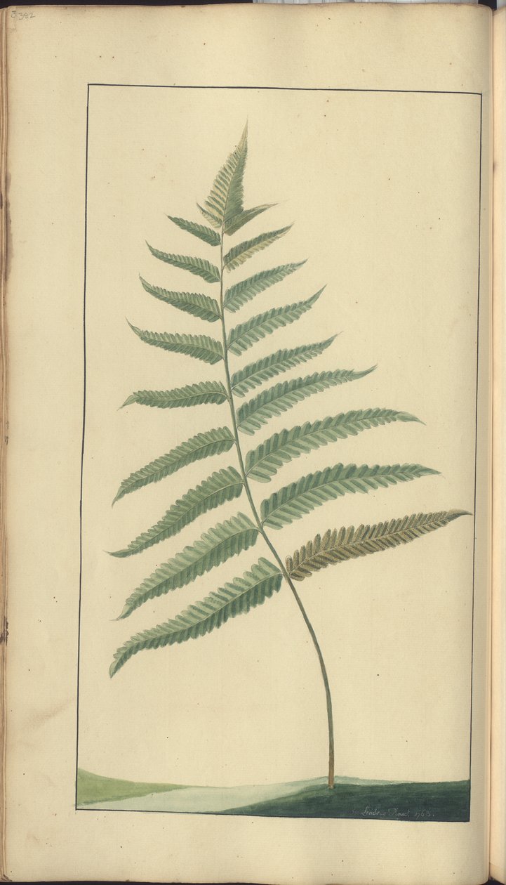 Strona z „Elegancies of Jamaica”, 382 autorstwa John Lindsay