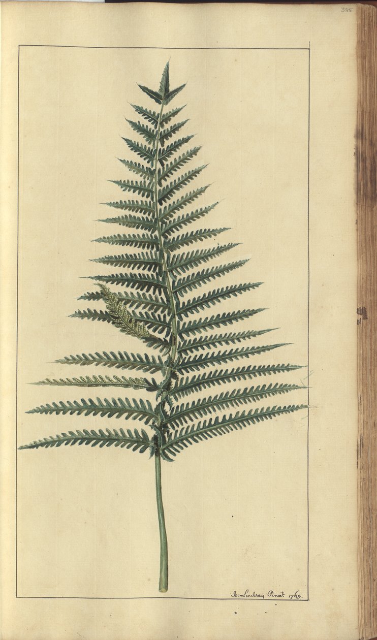 Strona z „Elegancies of Jamaica”, 385 autorstwa John Lindsay