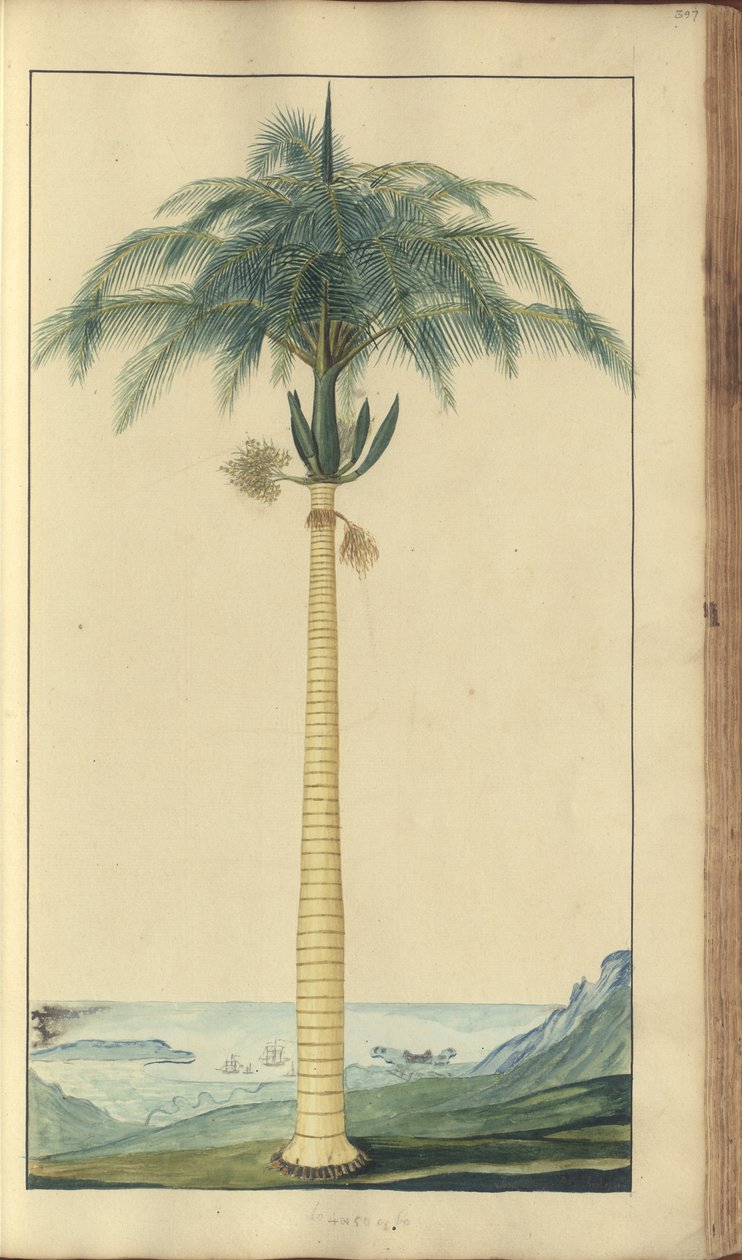 Strona z „Elegancies of Jamaica”, 397 autorstwa John Lindsay