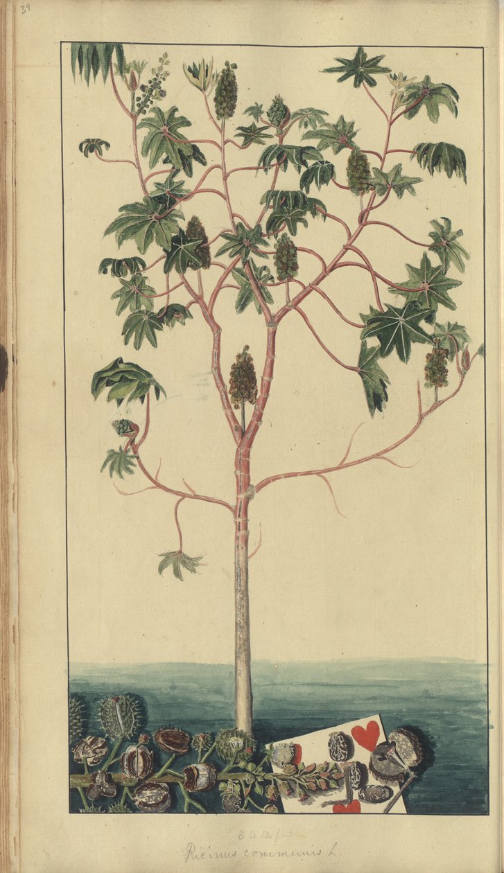 Strona z „Elegancies of Jamaica”, 39 autorstwa John Lindsay