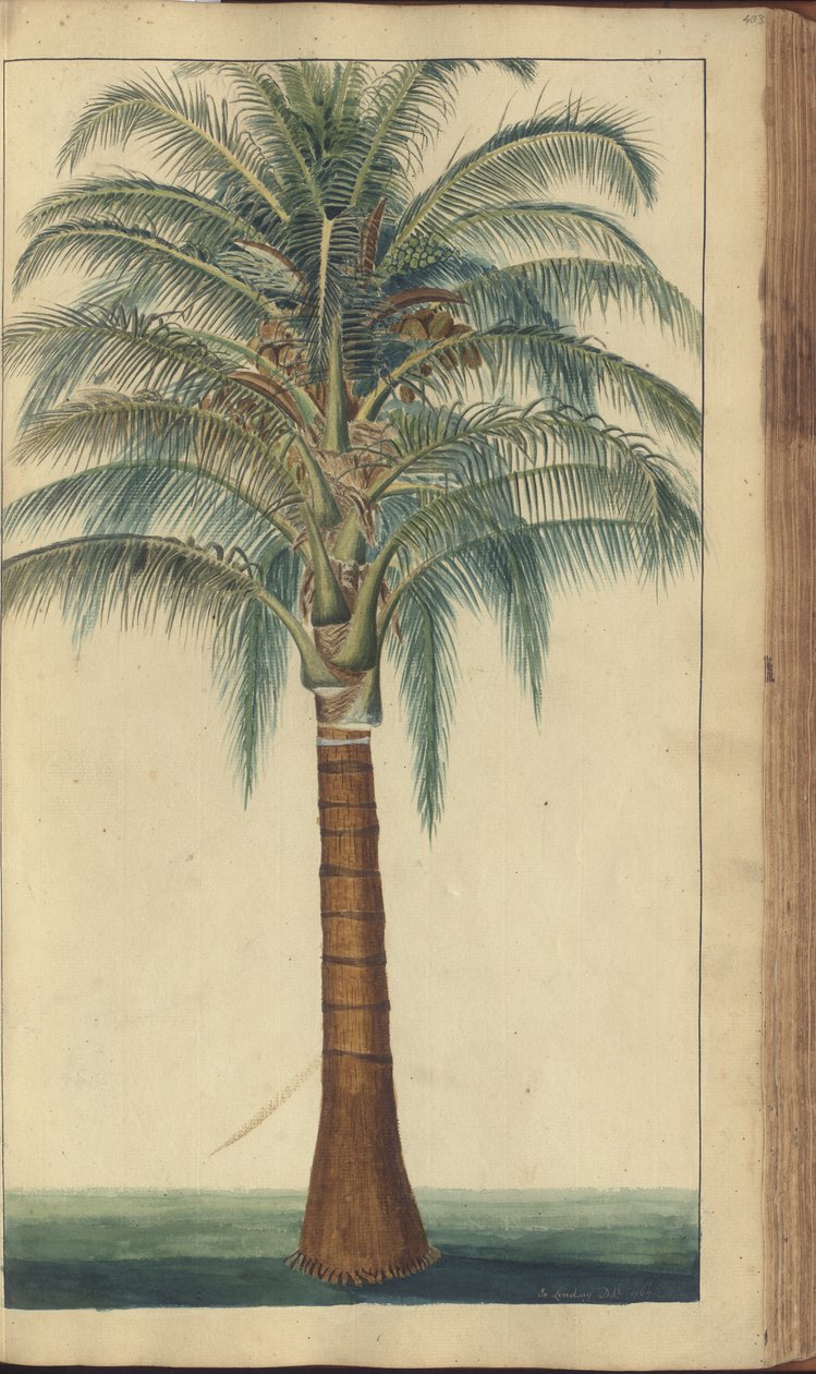 Strona z „Elegancies of Jamaica”, 403 autorstwa John Lindsay