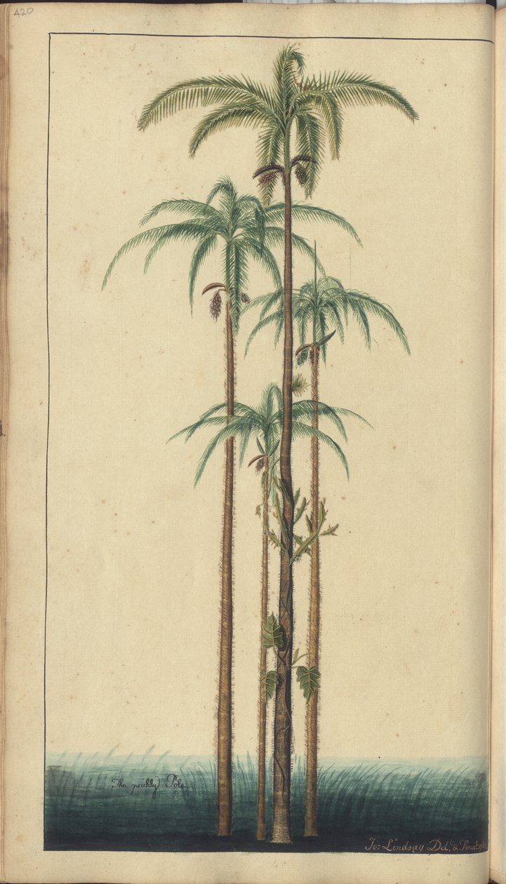 Strona z „Elegancies of Jamaica”, 420 autorstwa John Lindsay