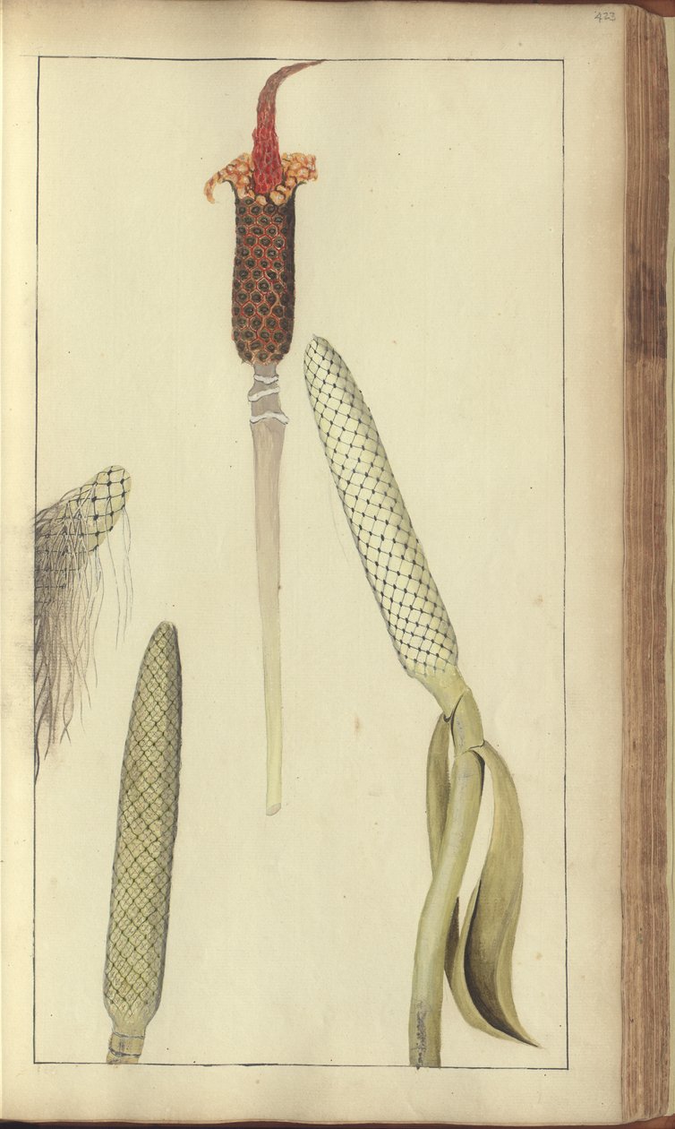 Strona z „Elegancies of Jamaica”, 423 autorstwa John Lindsay