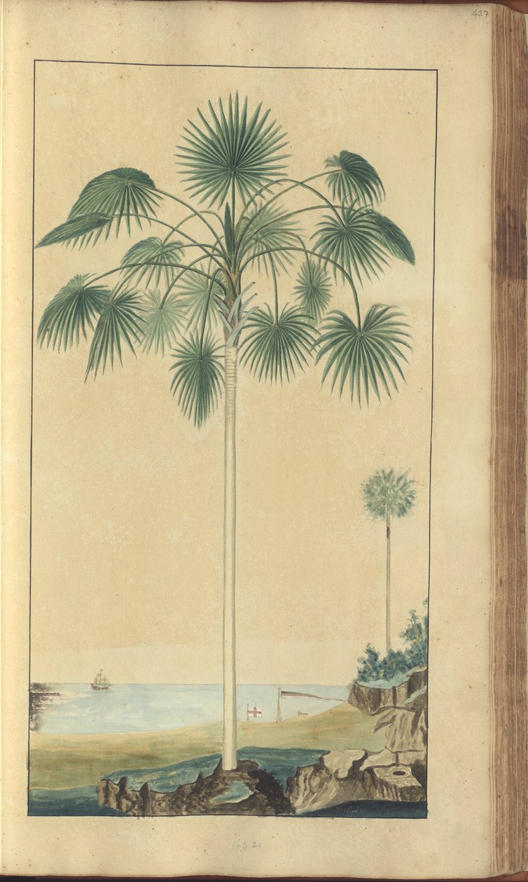 Strona z „Elegancies of Jamaica”, 427 autorstwa John Lindsay