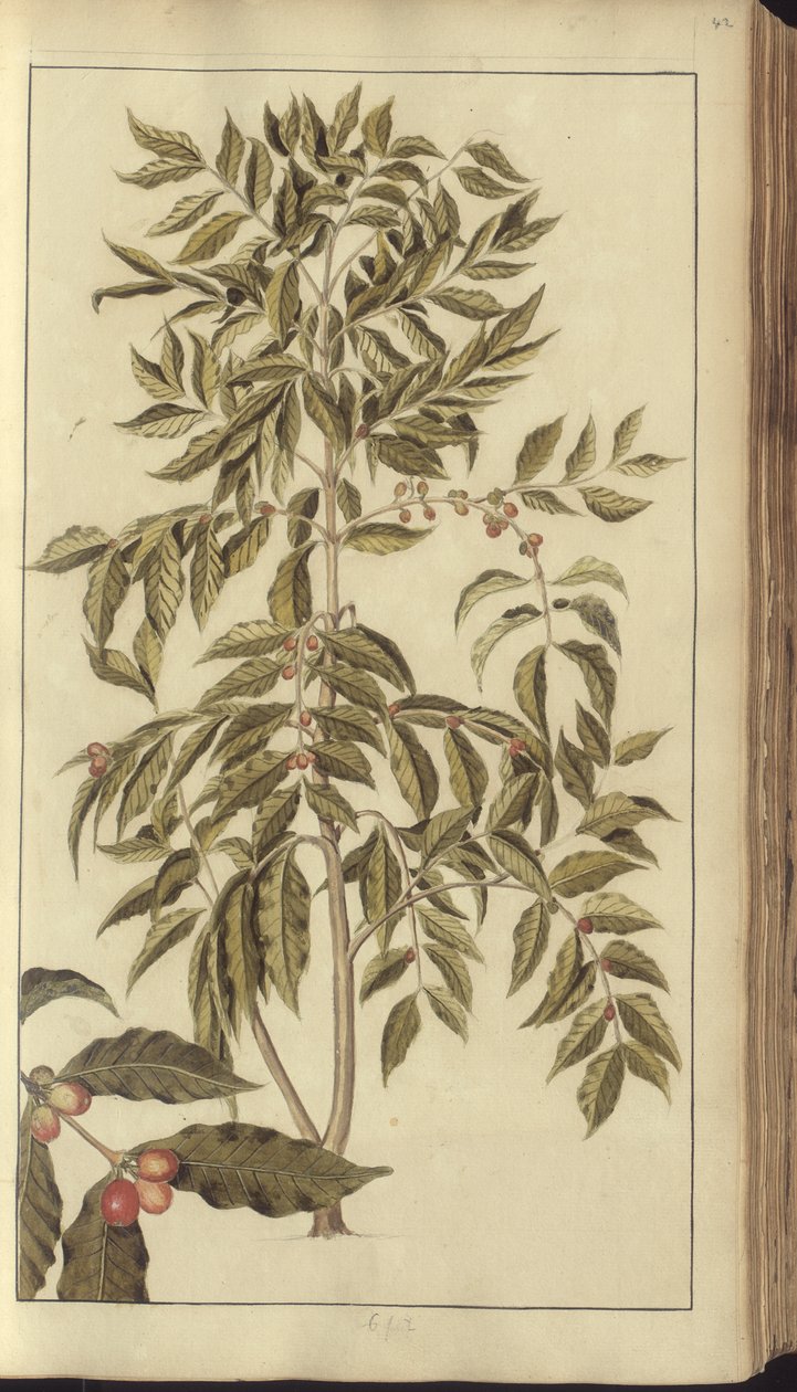 Strona z „Elegancies of Jamaica”, 42 autorstwa John Lindsay