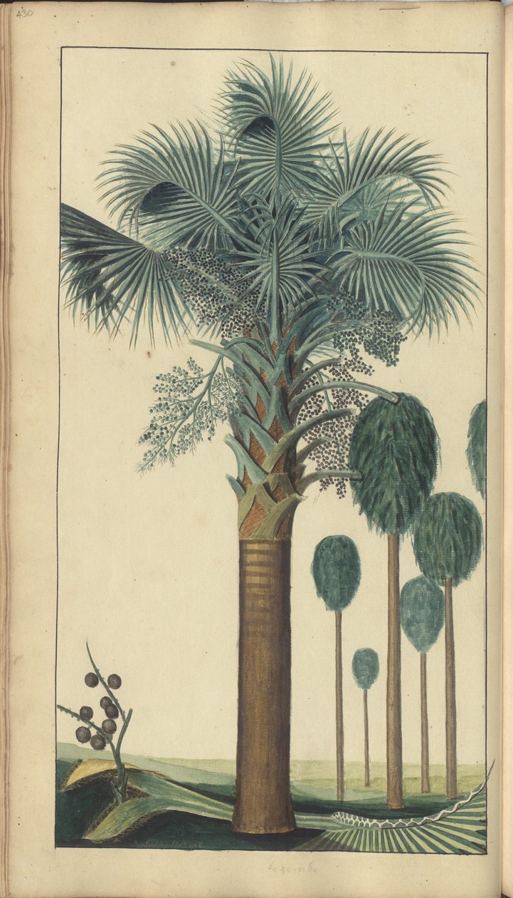 Strona z „Elegancies of Jamaica”, 430 autorstwa John Lindsay
