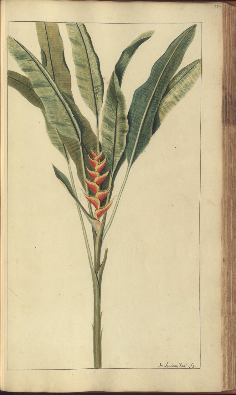 Strona z „Elegancies of Jamaica”, 439 autorstwa John Lindsay