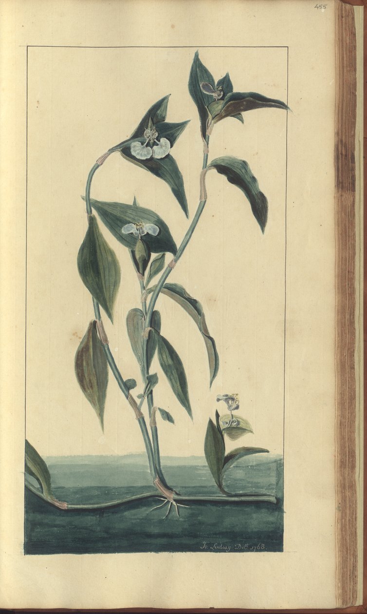 Strona z „Elegancies of Jamaica”, 455 autorstwa John Lindsay