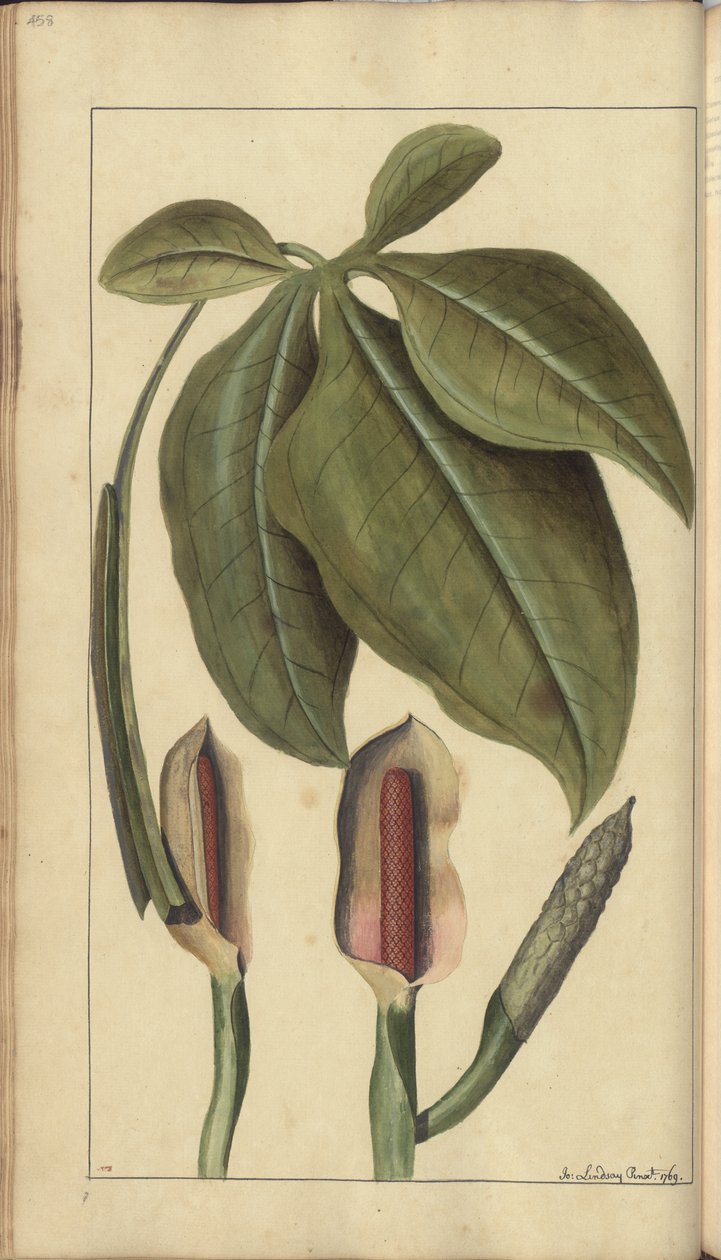 Strona z „Elegancies of Jamaica”, 458 autorstwa John Lindsay