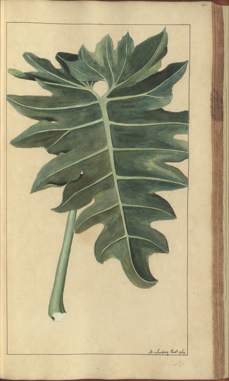 Strona z „Elegancies of Jamaica”, 461 autorstwa John Lindsay