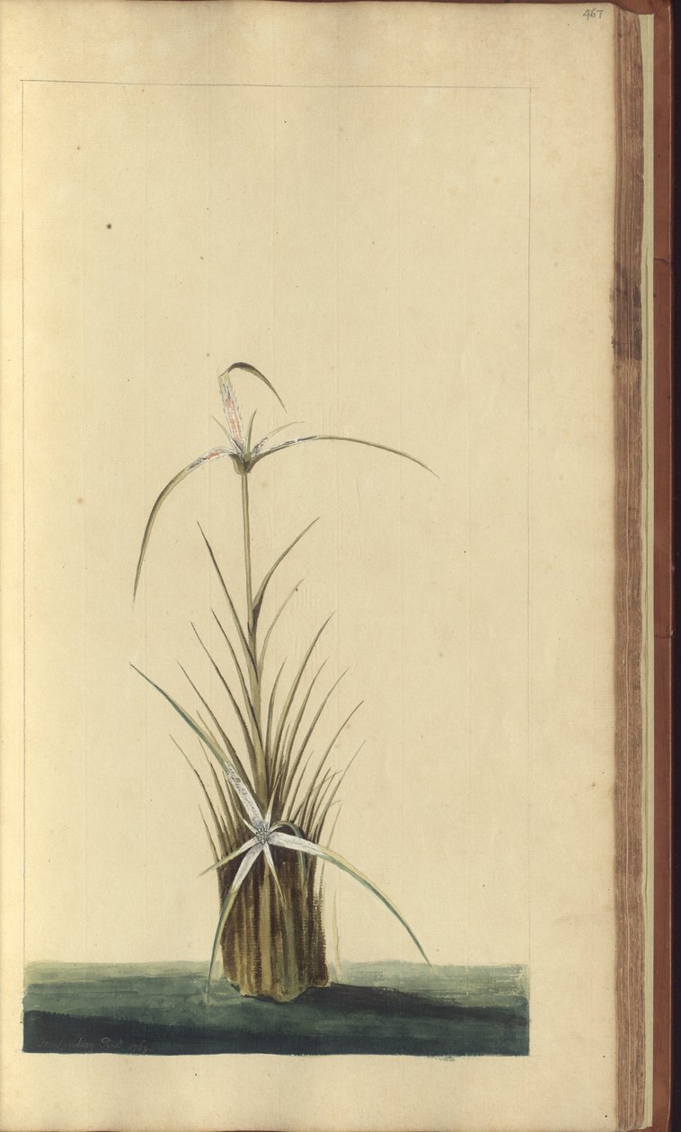 Strona z „Elegancies of Jamaica”, 467 autorstwa John Lindsay