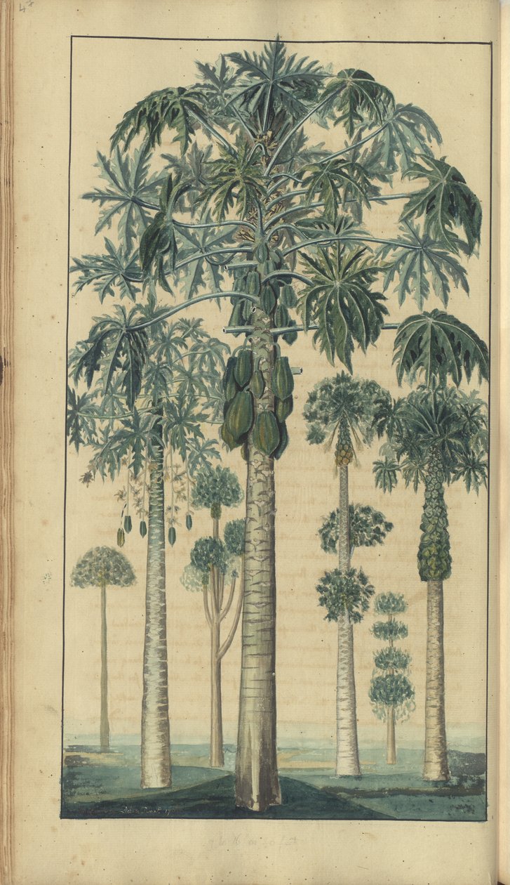 Strona z „Elegancies of Jamaica”, 47 autorstwa John Lindsay