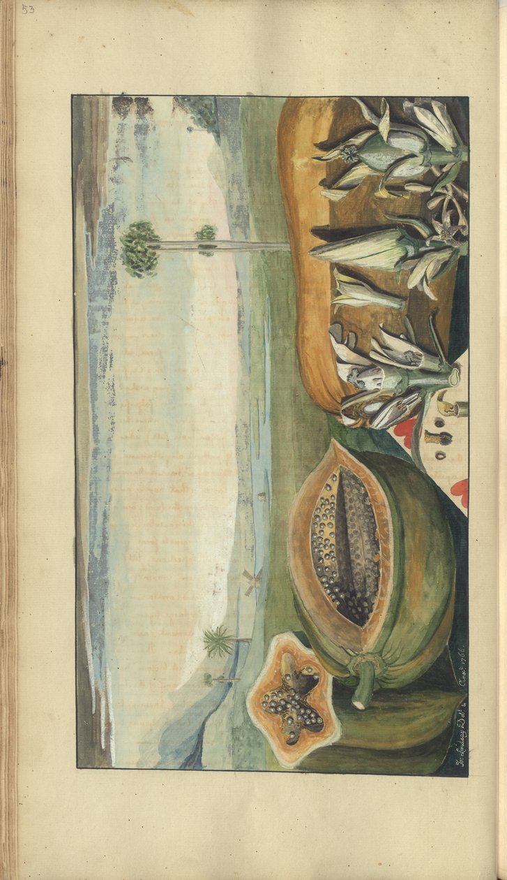 Strona z „Elegancies of Jamaica”, 53 autorstwa John Lindsay