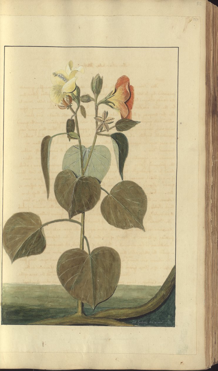 Strona z „Elegancies of Jamaica”, 80 autorstwa John Lindsay