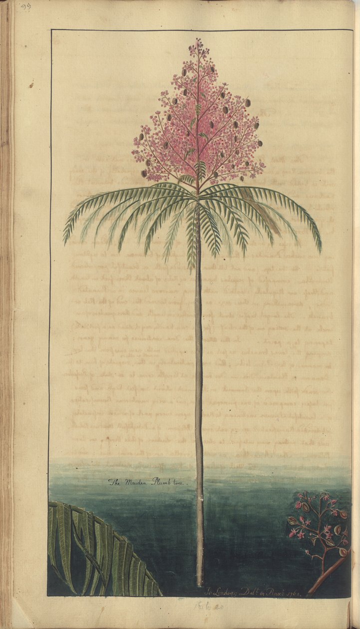 Strona z „Elegancies of Jamaica”, 99 autorstwa John Lindsay