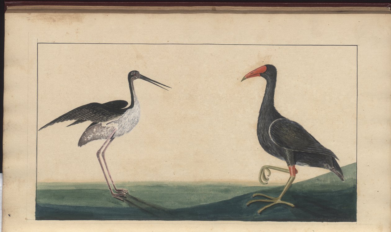 Strona z „Elegancies of Jamaica”, tom V autorstwa John Lindsay