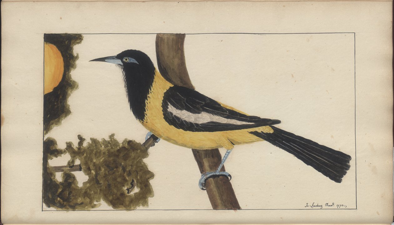 Strona z „Elegancies of Jamaica”, tom V autorstwa John Lindsay