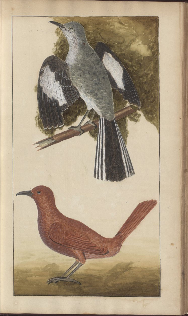 Strona z „Elegancies of Jamaica”, tom V autorstwa John Lindsay