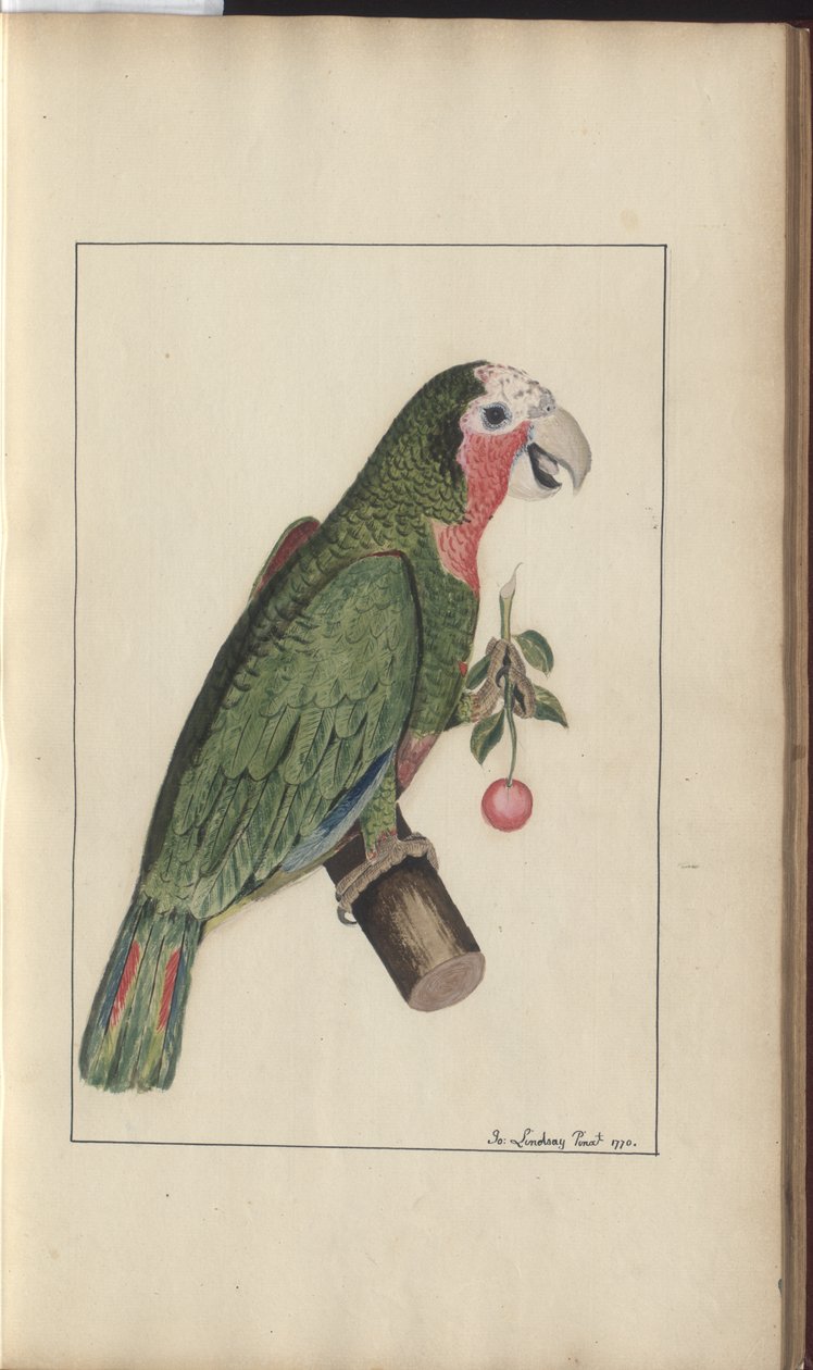 Strona z „Elegancies of Jamaica”, tom V autorstwa John Lindsay