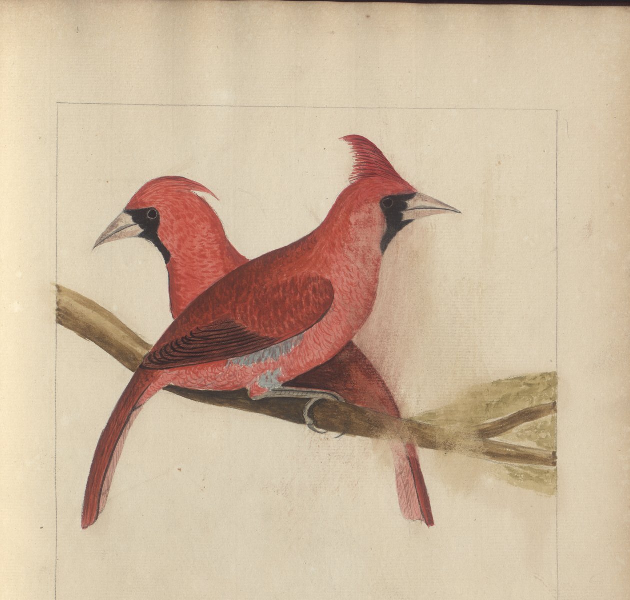 Strona z „Elegancies of Jamaica”, tom V autorstwa John Lindsay