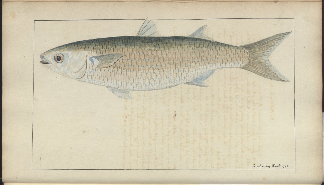 Rysunki Lindsay tom. VII, 20 autorstwa John Lindsay