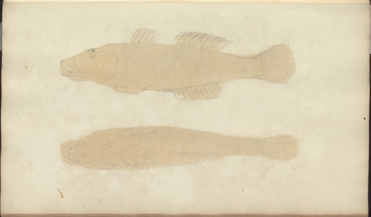 Rysunki Lindsay tom. VII, 21 autorstwa John Lindsay