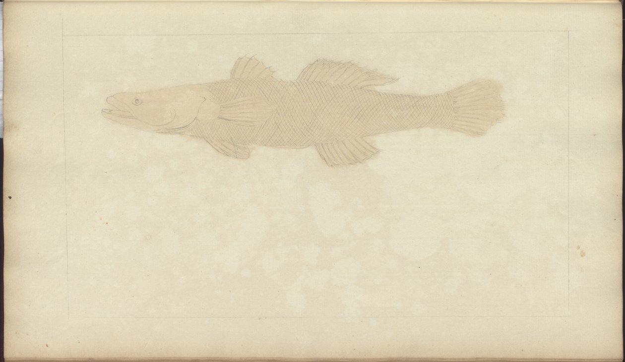 Rysunki Lindsay tom. VII, 22 autorstwa John Lindsay