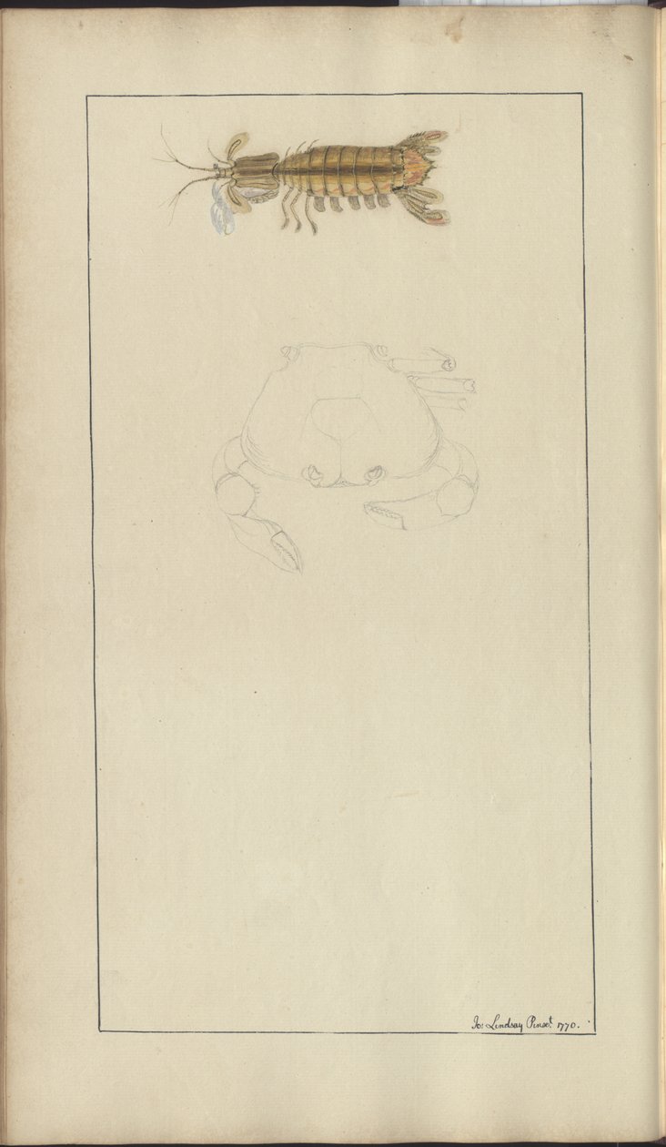Rysunki Lindsay tom. VII, 24 autorstwa John Lindsay