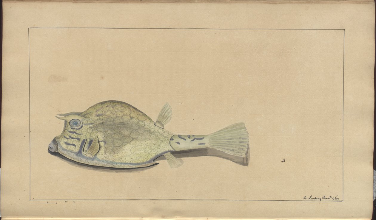 Rysunki Lindsay tom. VII, 25 autorstwa John Lindsay