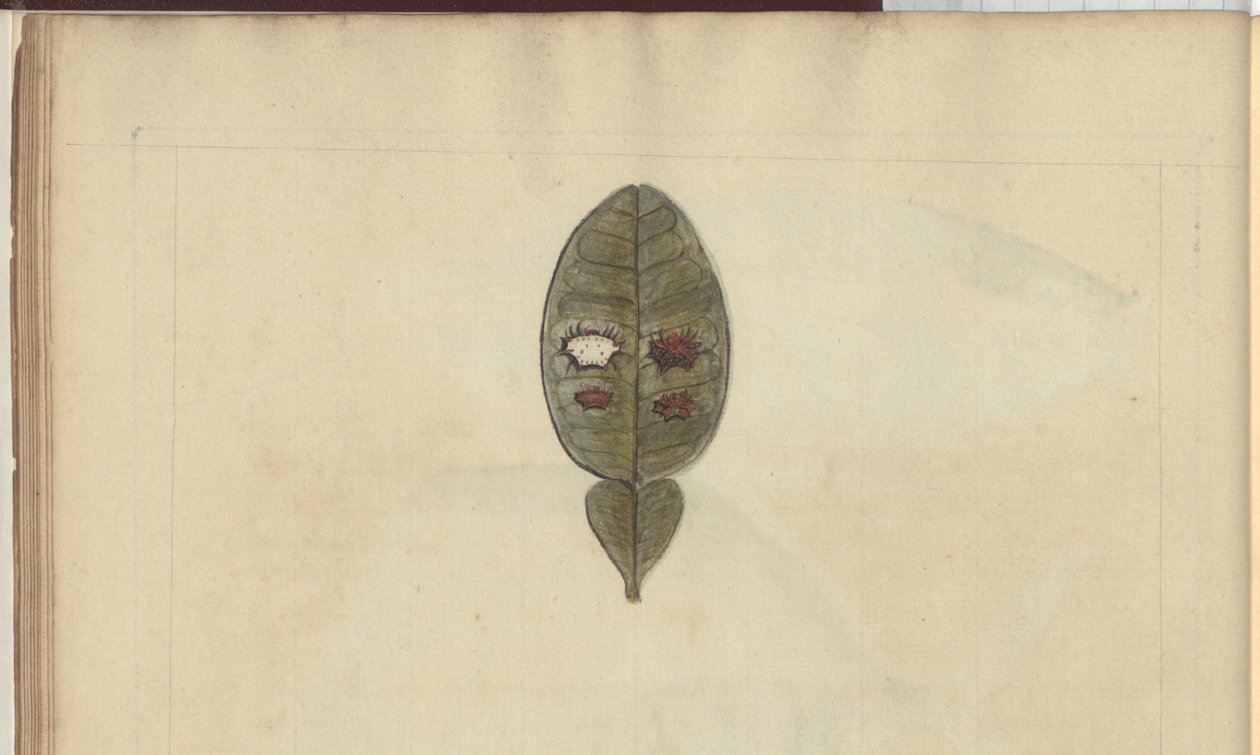 Rysunki Lindsay tom. VII, 3 autorstwa John Lindsay