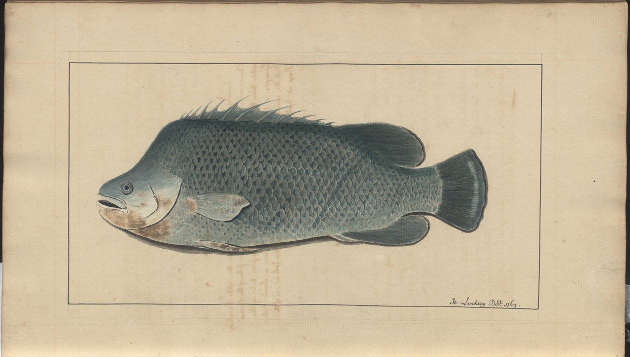 Rysunki Lindsay tom. VII, 5 autorstwa John Lindsay