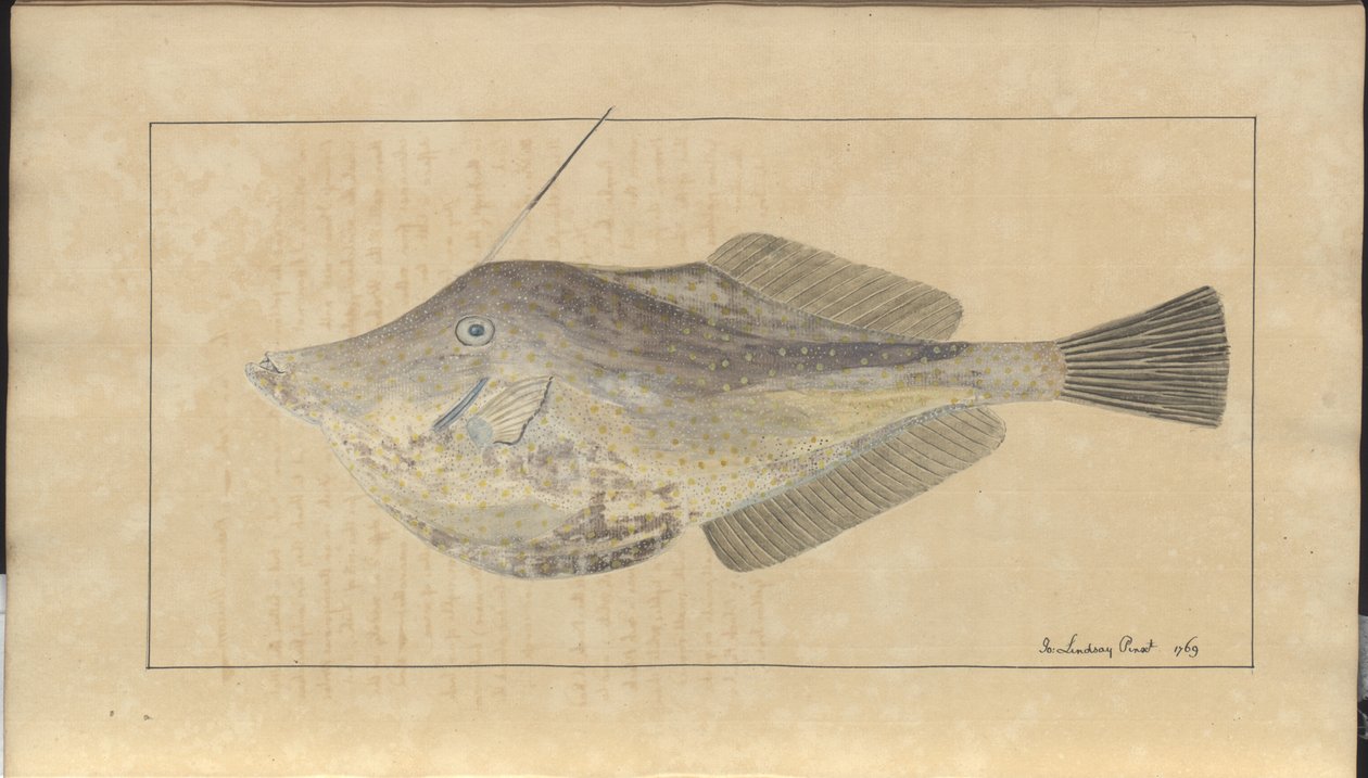 Rysunki Lindsay tom. VII, 7 autorstwa John Lindsay