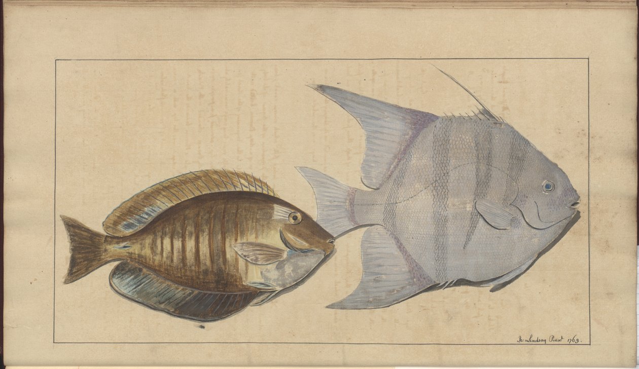 Rysunki Lindsay tom. VII, 8 autorstwa John Lindsay
