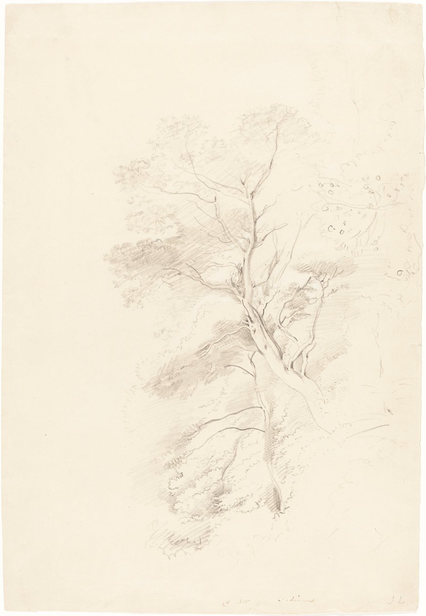 Drewno bukowe autorstwa John Linnell