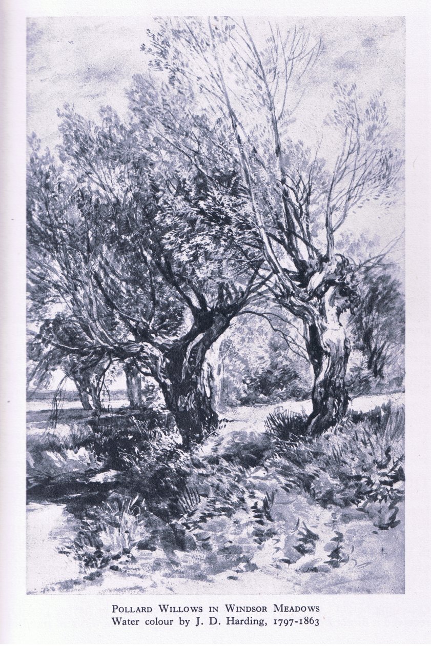 Drwale na obrzeżach lasu Windsor, Nature in Britain, wyd. Collins autorstwa John Linnell