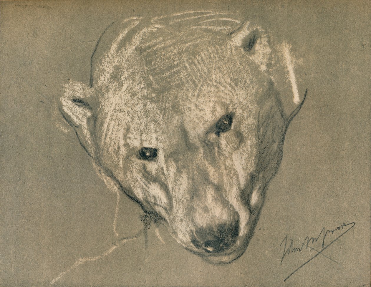 Studium głowy niedźwiedzia polarnego, ok. 1901 r. autorstwa John Macallan Swan