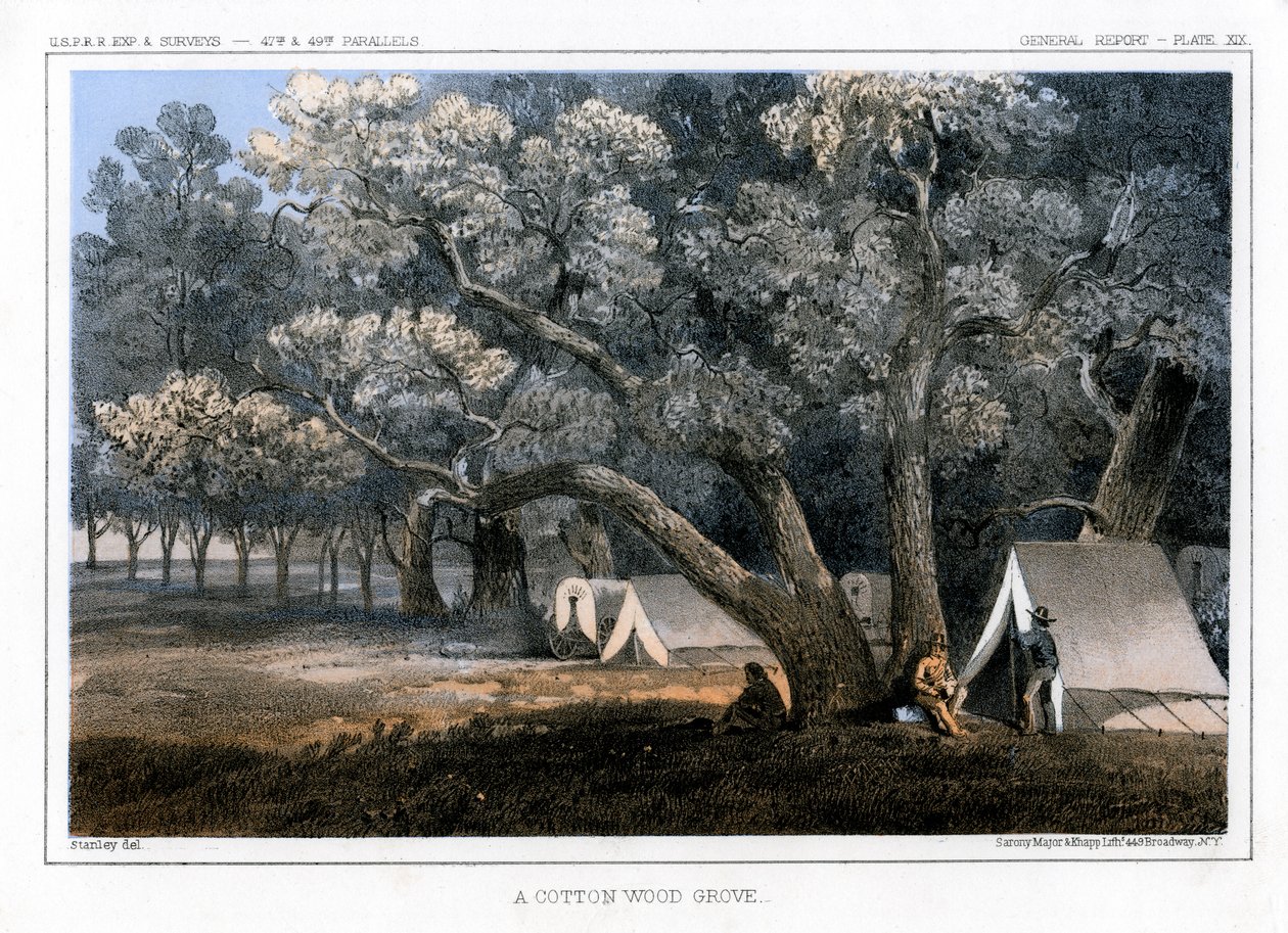 Gaj Bawełniany, 1856 autorstwa John Mix Stanley