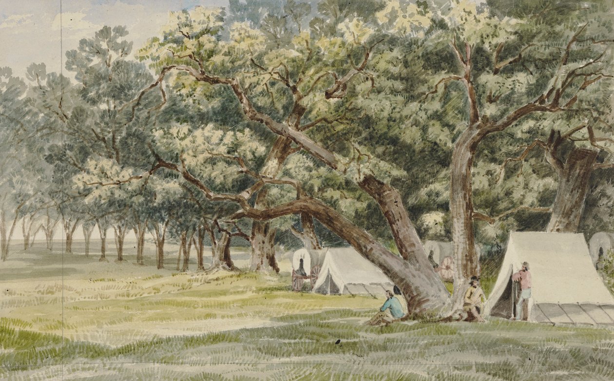 Gaj Cottonwood autorstwa John Mix Stanley