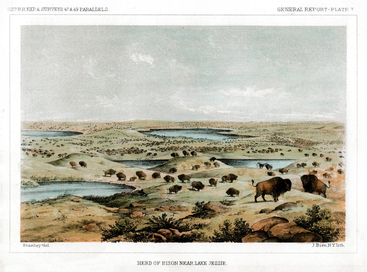Stado żubrów w pobliżu jeziora Jessie, Północna Dakota, USA, 1856 r. autorstwa John Mix Stanley