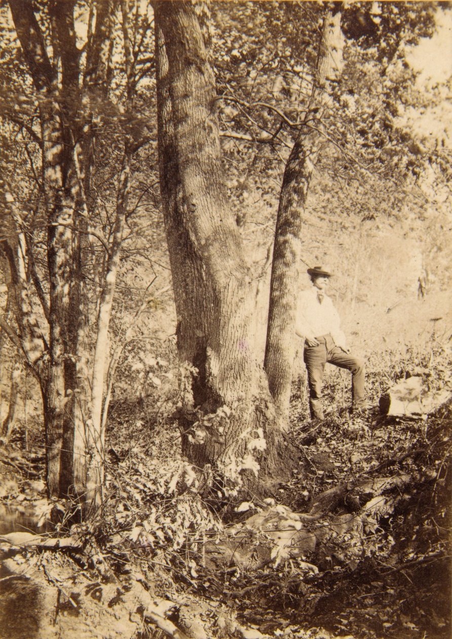Tacony Creek, Magnolia Poplar autorstwa John Moran