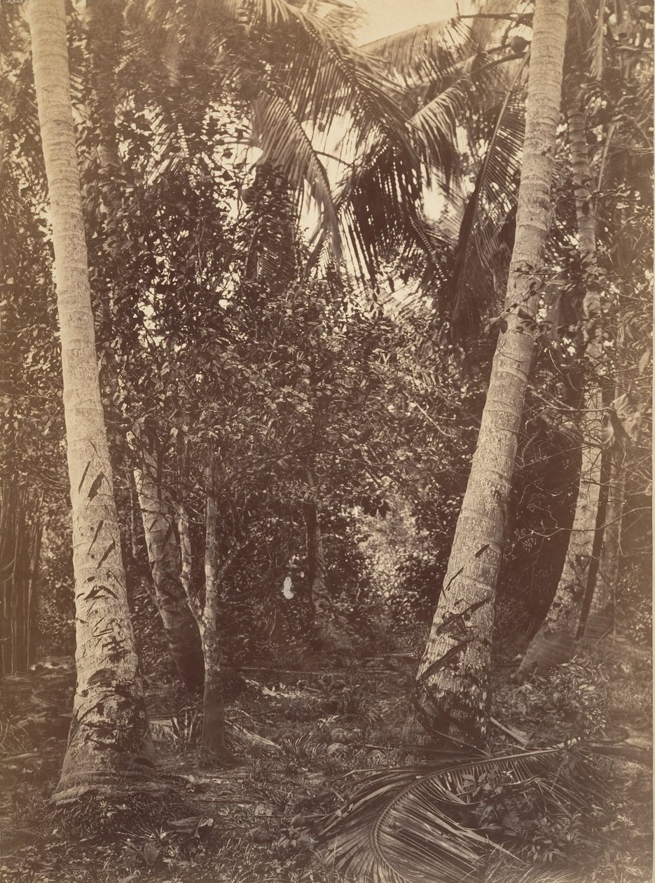 Tropikalna sceneria, Las w pobliżu Turbo, 1871. autorstwa John Moran