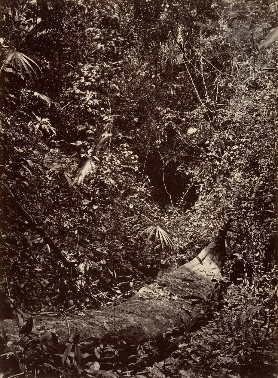 Tropikalna sceneria, Las tropikalny, 1871. autorstwa John Moran
