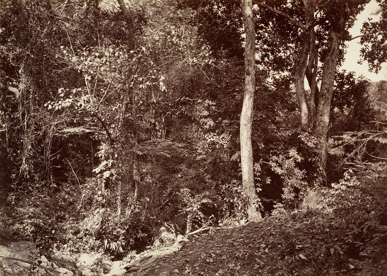 Tropikalna sceneria, widok w pobliżu Chipigana, 1871. autorstwa John Moran