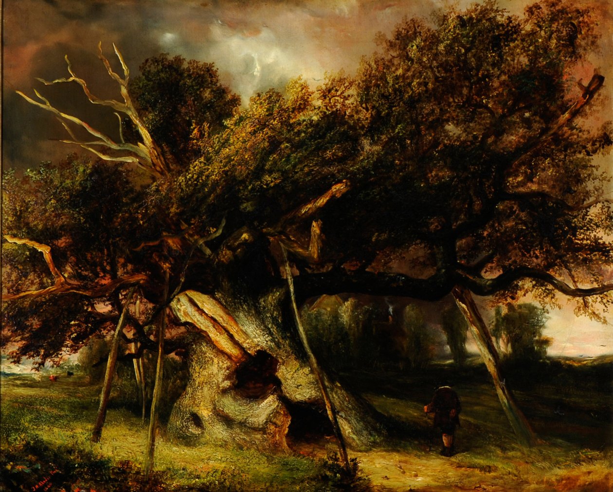 Dąb Cowhorpe autorstwa John Nicholas Rhodes