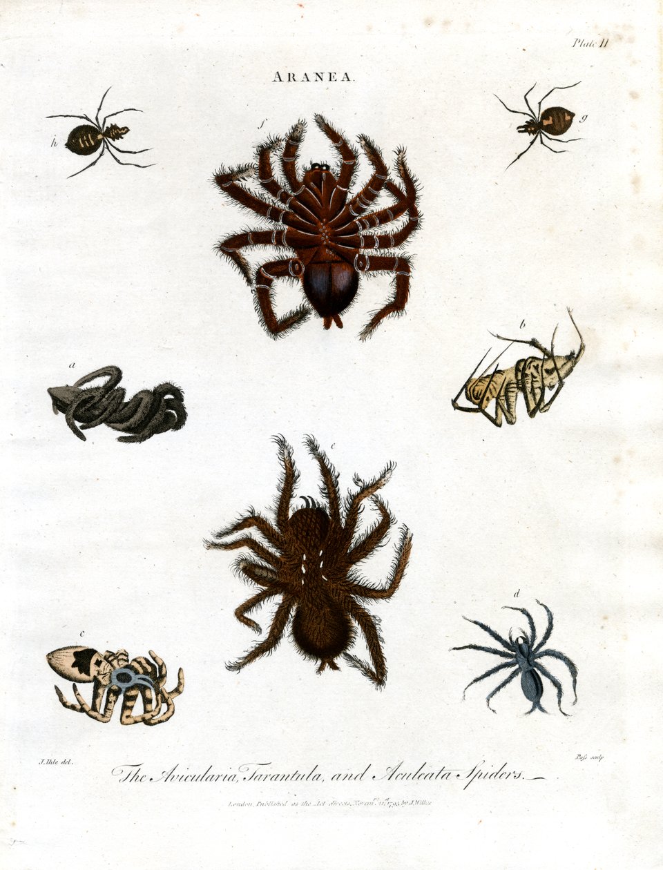 ARANEA: Avicularia; Tarantula i pająki Aculeata autorstwa John Pass