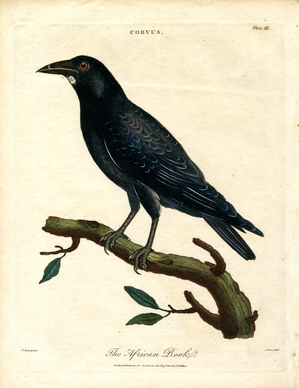 African Rook autorstwa John Pass