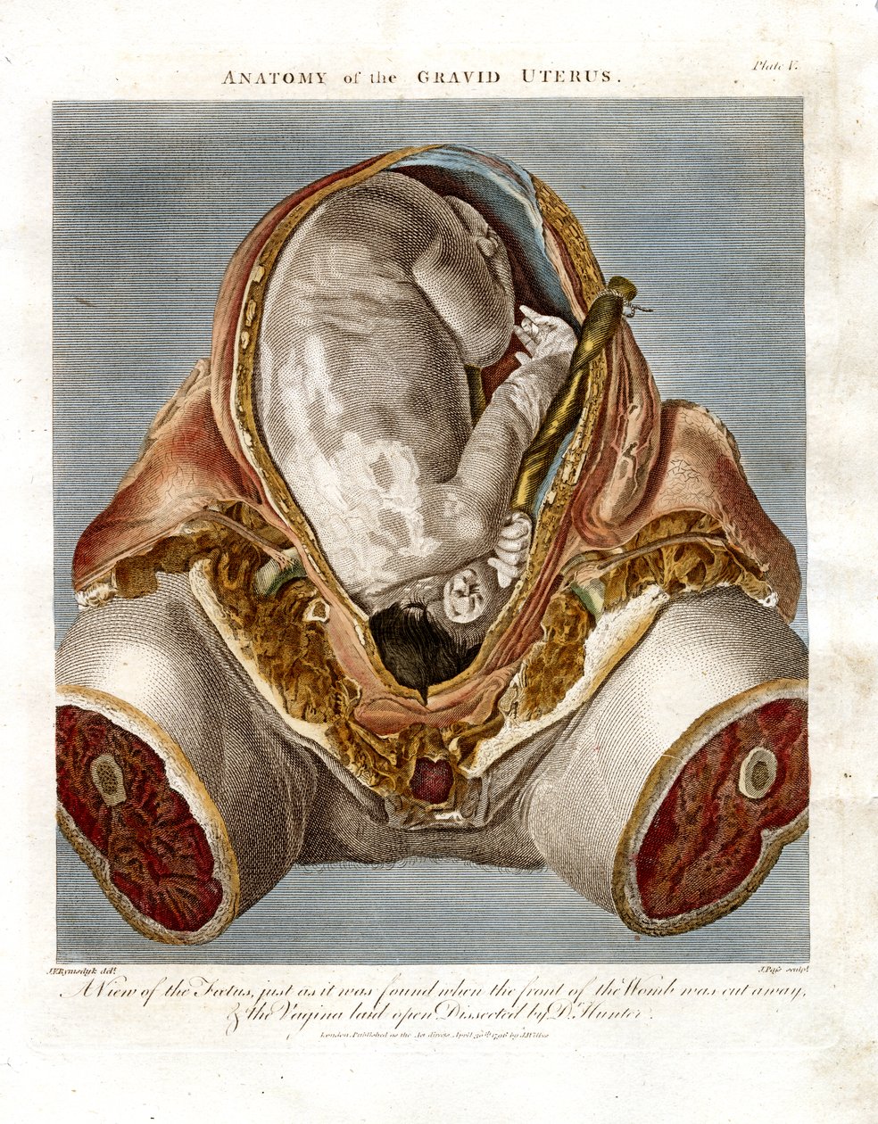 Anatomia macicy ciężarnej autorstwa John Pass